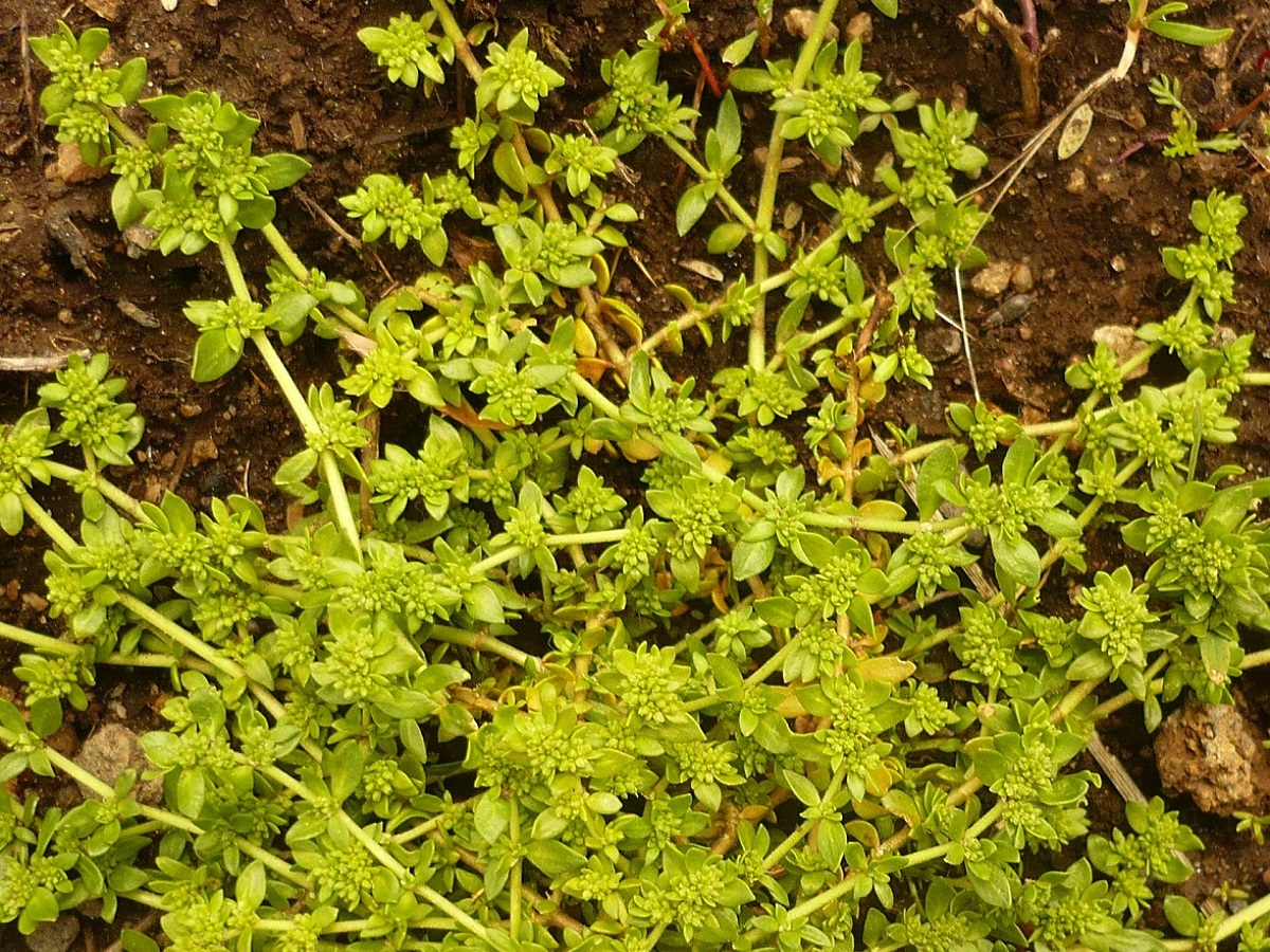 Herniaria glabra (Caryophyllaceae)